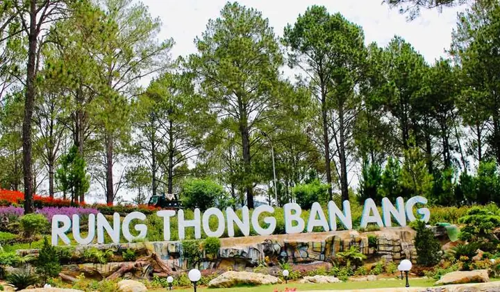 Rừng Thông Bản Áng Mộc Châu: Không Gian Trong Lành Tây Bắc