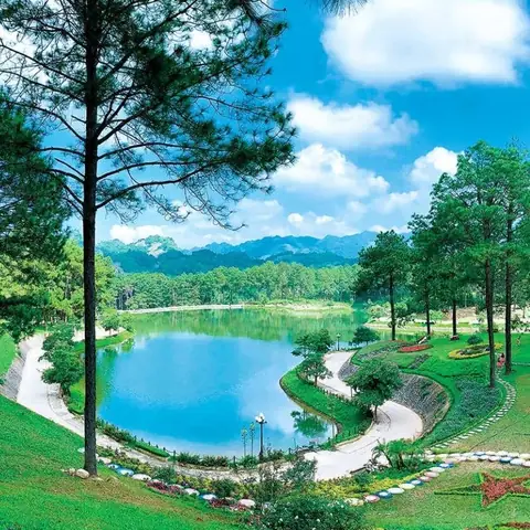 Rừng Thông Bản Áng Mộc Châu: Không Gian Trong Lành Tây Bắc