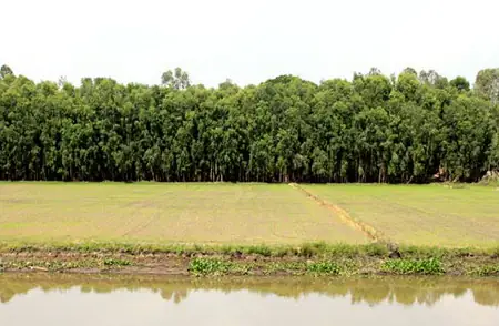 Cẩm Nang Khám Phá Rừng Tràm Trà Sư An Giang: Thiên Đường Sinh Thái Miền Tây