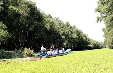 Cẩm Nang Khám Phá Rừng Tràm Trà Sư An Giang: Thiên Đường Sinh Thái Miền Tây