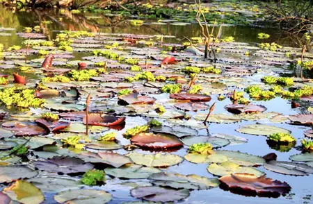 Cẩm Nang Khám Phá Rừng Tràm Trà Sư An Giang: Thiên Đường Sinh Thái Miền Tây