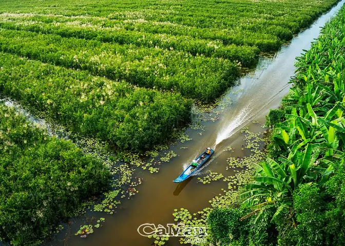 Khám Phá Vườn Quốc Gia U Minh Hạ: Hướng Dẫn Du Lịch Chi Tiết Khám Phá Vườn Quốc Gia U Minh Hạ: Hướng Dẫn Du Lịch Chi Tiết