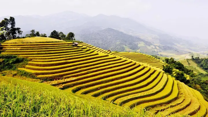 Ruộng Bậc Thang Hoàng Su Phì: Điểm Đến Đáng Nhớ Ở Vùng Cao Nguyên