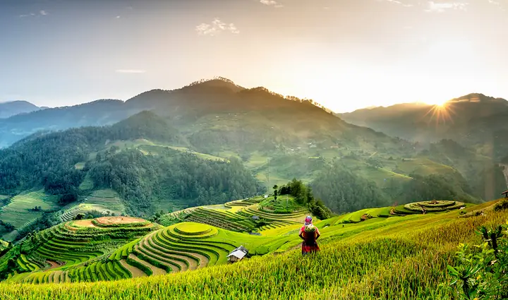 Ruộng Bậc Thang Mù Cang Chải: Hướng Dẫn Khám Phá Và Kinh Nghiệm Thực Tế