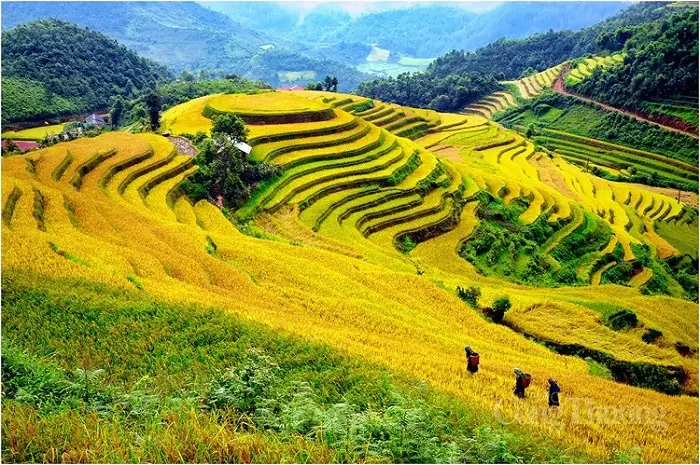 Ruộng Bậc Thang Mù Cang Chải: Hướng Dẫn Khám Phá Và Kinh Nghiệm Thực Tế