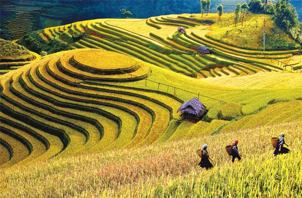 Ruộng Bậc Thang Mù Cang Chải: Hướng Dẫn Khám Phá Và Kinh Nghiệm Thực Tế