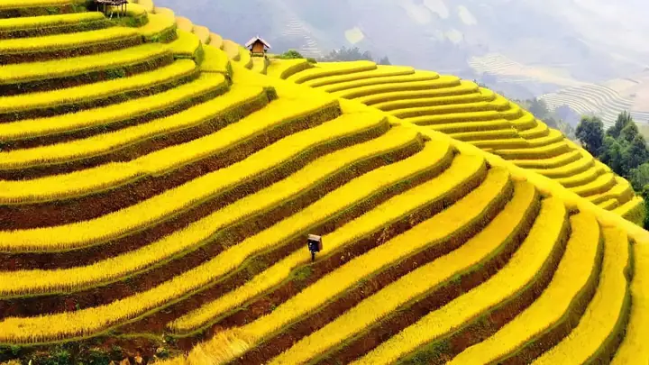 Ruộng Bậc Thang Ở Tỉnh Nào? Tìm Hiểu Địa Danh Nổi Tiếng Ruộng Bậc Thang Ở Tỉnh Nào? Tìm Hiểu Địa Danh Nổi Tiếng