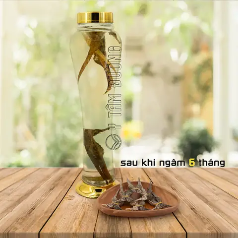 Hướng Dẫn Ngâm Rượu Cá Ngựa: Cách Làm Liều Lượng& Công Dụng