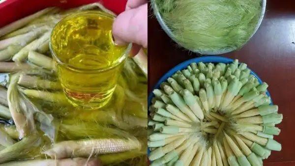 Tổng Hợp Tác Dụng Của Rượu Ngô Cho Sức Khỏe Và Cách Dùng