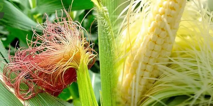 Tổng Hợp Tác Dụng Của Rượu Ngô Cho Sức Khỏe Và Cách Dùng