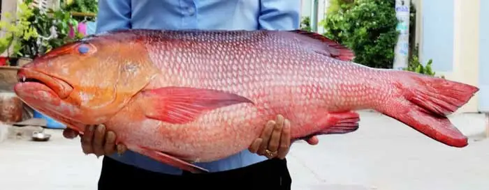 Đặc Sản Sài Gòn Làm Quà: Cẩm Nang Tổng Hợp 15 Món Quà Ý Nghĩa, Chuẩn Về Nguồn Gốc