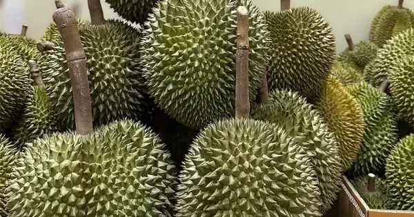Khám Phá Sầu Riêng Ngon Nhất Việt Nam: Địa Điểm, Mùa Và Giống
