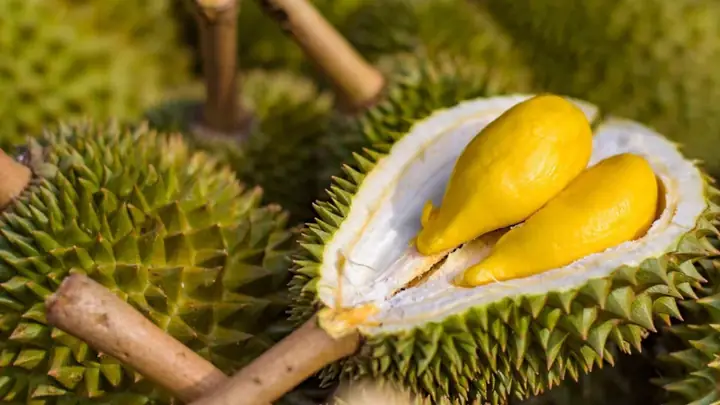 Khám Phá Sầu Riêng Ngon Nhất Việt Nam: Top 7 Vùng & Giống Đứng Đầu Khám Phá Sầu Riêng Ngon Nhất Việt Nam: Top 7 Vùng & Giống Đứng Đầu