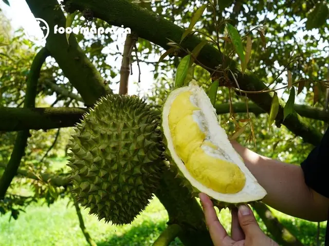 Khám Phá Sầu Riêng Ngon Nhất Việt Nam: Top 7 Vùng & Giống Đứng Đầu Khám Phá Sầu Riêng Ngon Nhất Việt Nam: Top 7 Vùng & Giống Đứng Đầu