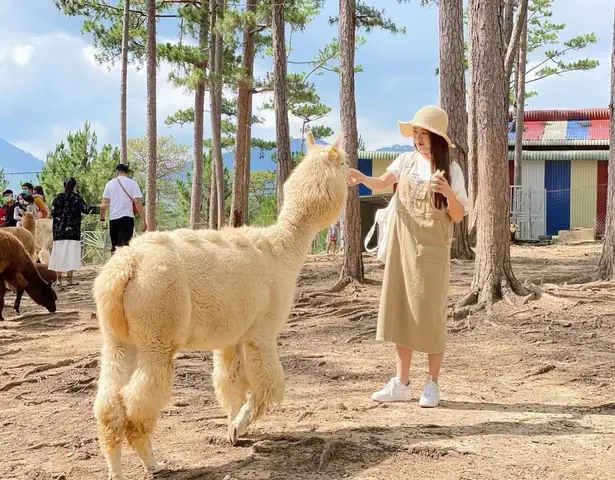 Khám Phá Zoodoo Đà Lạt: Kinh Nghiệm Vui Chơi, Giá Vé