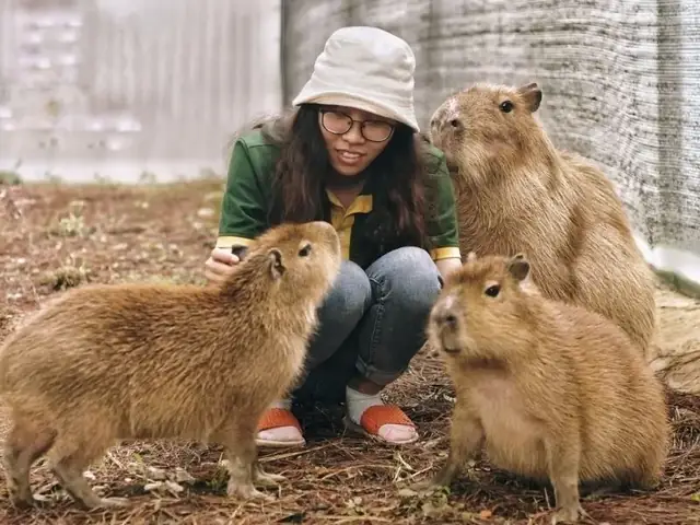 Khám Phá Zoodoo Đà Lạt: Kinh Nghiệm Vui Chơi, Giá Vé