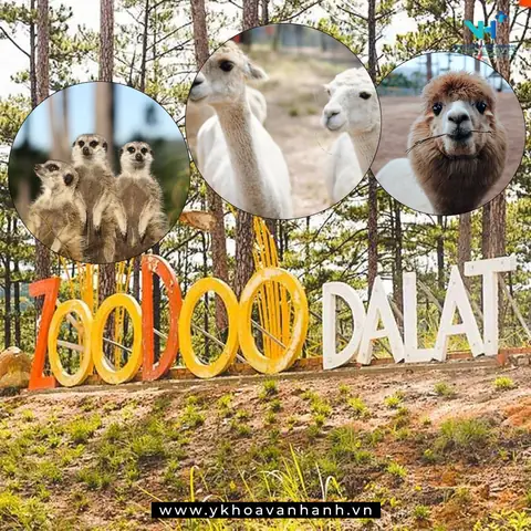 Khám Phá Zoodoo Đà Lạt: Kinh Nghiệm Vui Chơi, Giá Vé