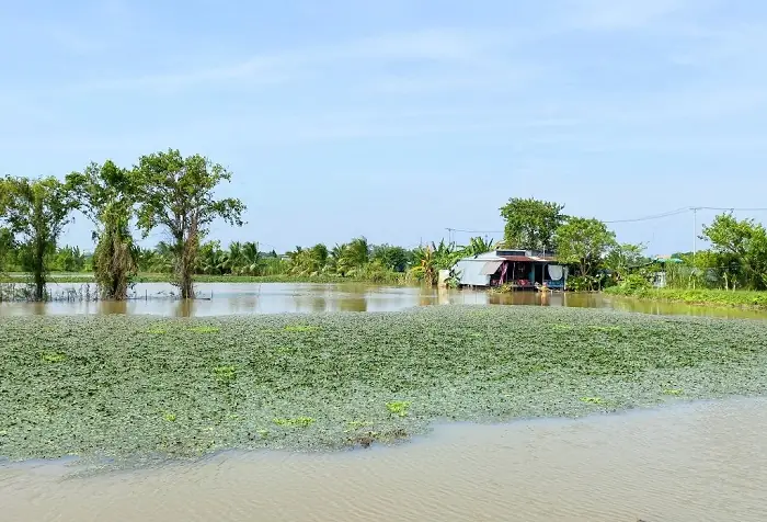 Khám Phá Sông Vàm Nao – Dòng Sông Ngắn Nhất An Giang