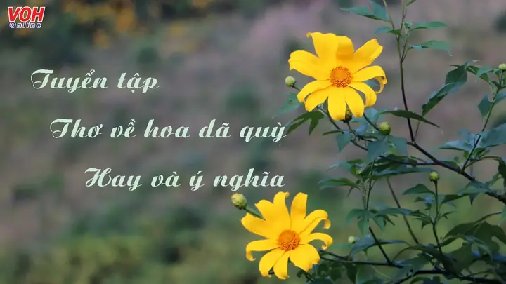Cập Nhật 30 Stt Hoa Dã Quỳ Hay, Ý Nghĩa Cho Mùa Vàng Đà Lạt