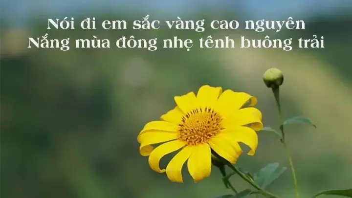 Cập Nhật 30 Stt Hoa Dã Quỳ Hay, Ý Nghĩa Cho Mùa Vàng Đà Lạt