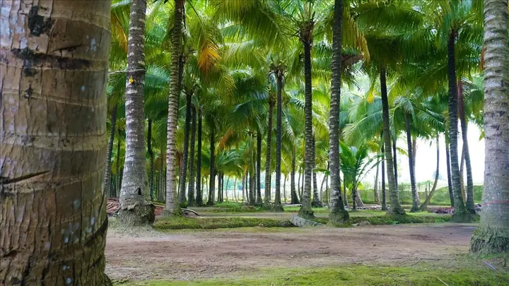 Khám Phá Phường Tân Lộc – Cù Lao, Du Lịch Và Đời Sống