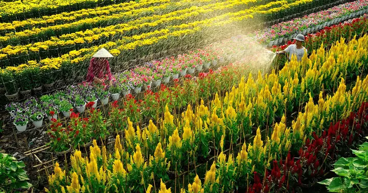 Khám Phá Làng Hoa Sa Đéc – Điểm Du Lịch Miền Tây Cho Gia Đình Khám Phá Làng Hoa Sa Đéc – Điểm Du Lịch Miền Tây Cho Gia Đình