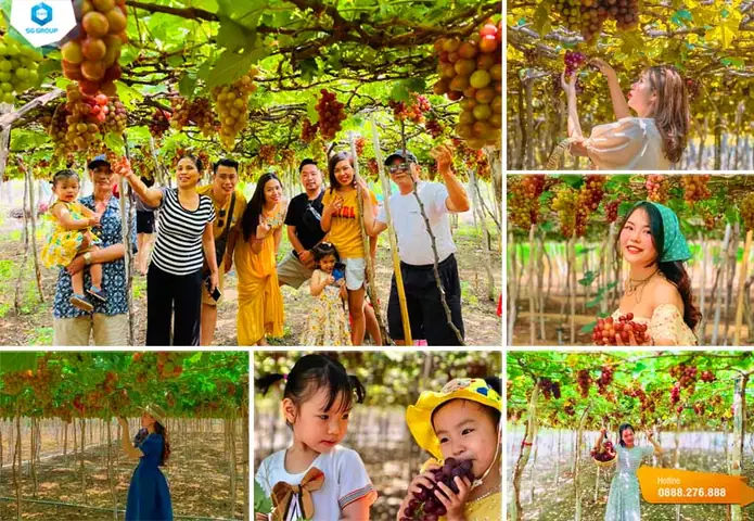 Khám Phá Vườn Nho Ninh Thuận: Hướng Dẫn Tham Quan Cho Du Khách Khám Phá Vườn Nho Ninh Thuận: Hướng Dẫn Tham Quan Cho Du Khách