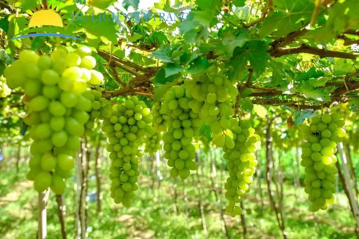 Khám Phá Vườn Nho Ninh Thuận: Hướng Dẫn Tham Quan Cho Du Khách