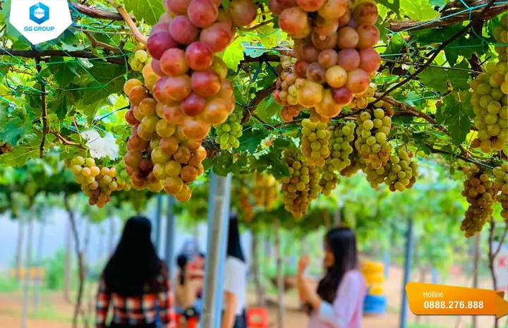 Khám Phá Vườn Nho Ninh Thuận: Hướng Dẫn Tham Quan Cho Du Khách Khám Phá Vườn Nho Ninh Thuận: Hướng Dẫn Tham Quan Cho Du Khách