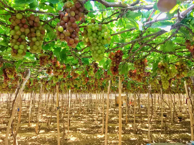 Khám Phá Vườn Nho Ninh Thuận: Hướng Dẫn Tham Quan Cho Du Khách Khám Phá Vườn Nho Ninh Thuận: Hướng Dẫn Tham Quan Cho Du Khách