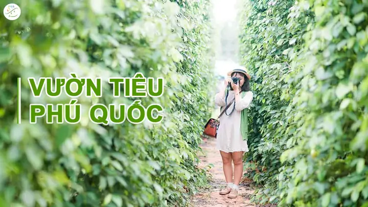 Khám Phá 7 Vườn Tiêu Phú Quốc Hấp Dẫn Cho Chuyến Du Lịch Khám Phá 7 Vườn Tiêu Phú Quốc Hấp Dẫn Cho Chuyến Du Lịch