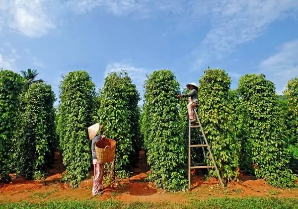 Khám Phá 7 Vườn Tiêu Phú Quốc Hấp Dẫn Cho Chuyến Du Lịch Khám Phá 7 Vườn Tiêu Phú Quốc Hấp Dẫn Cho Chuyến Du Lịch