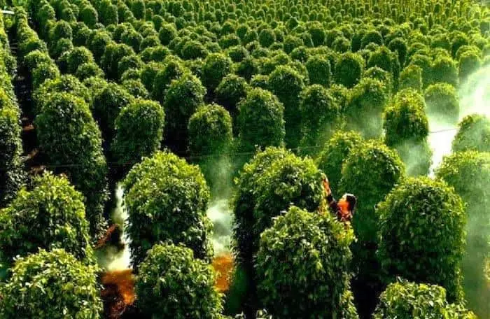 Khám Phá 7 Vườn Tiêu Phú Quốc Hấp Dẫn Cho Chuyến Du Lịch