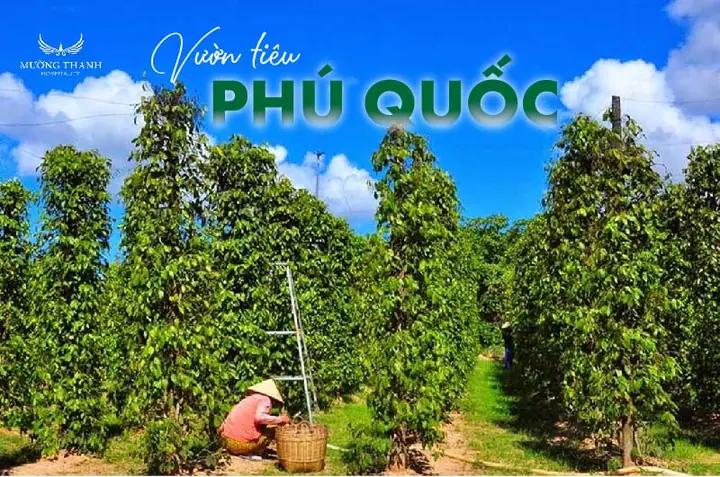 Khám Phá 7 Vườn Tiêu Phú Quốc Hấp Dẫn Cho Chuyến Du Lịch Khám Phá 7 Vườn Tiêu Phú Quốc Hấp Dẫn Cho Chuyến Du Lịch