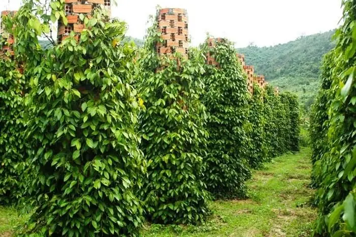 Khám Phá 7 Vườn Tiêu Phú Quốc Hấp Dẫn Cho Chuyến Du Lịch Khám Phá 7 Vườn Tiêu Phú Quốc Hấp Dẫn Cho Chuyến Du Lịch