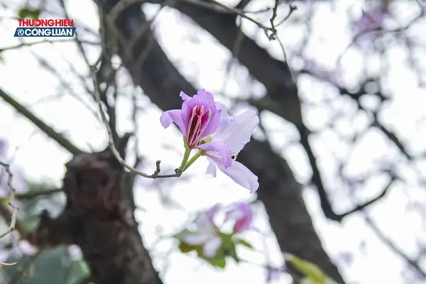 Khám Phá Hà Nội Mười Hai Mùa Hoa: Hành Trình 12 Mùa Hoa Thơ Mộng