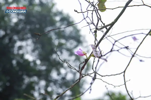 Khám Phá Hà Nội Mười Hai Mùa Hoa: Hành Trình 12 Mùa Hoa Thơ Mộng