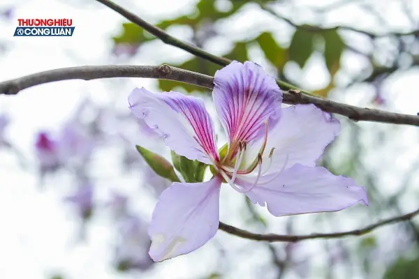 Khám Phá Hà Nội Mười Hai Mùa Hoa: Hành Trình 12 Mùa Hoa Thơ Mộng