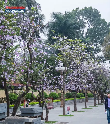Khám Phá Hà Nội Mười Hai Mùa Hoa: Hành Trình 12 Mùa Hoa Thơ Mộng