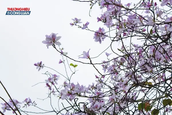 Khám Phá Hà Nội Mười Hai Mùa Hoa: Hành Trình 12 Mùa Hoa Thơ Mộng