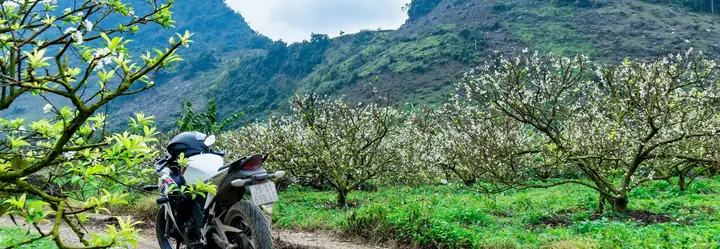 Thuê Xe Máy Ở Mộc Châu: Review Chi Tiết 8 Địa Điểm Uy Tín, Giá Rẻ