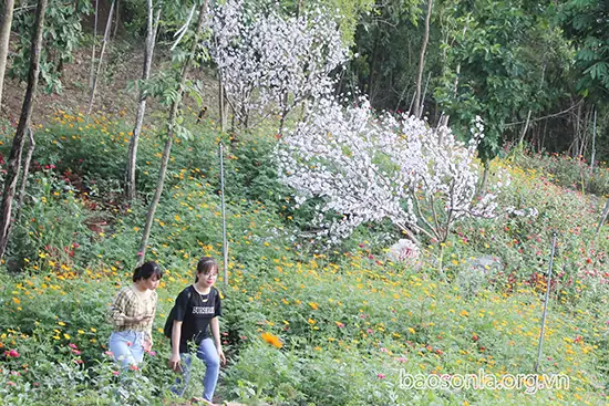 Thung Lũng Hoa Ban Sơn La: Hướng Dẫn Du Lịch Chi Tiết