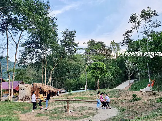 Thung Lũng Hoa Ban Sơn La: Hướng Dẫn Du Lịch Chi Tiết