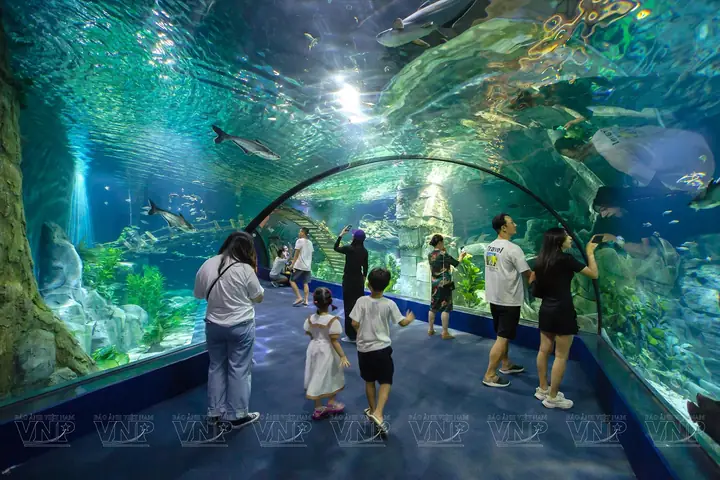 Khám Phá Thủy Cung Lotte: Địa Chỉ, Giờ Mở Và Giá Vé Khám Phá Thủy Cung Lotte: Địa Chỉ, Giờ Mở Và Giá Vé