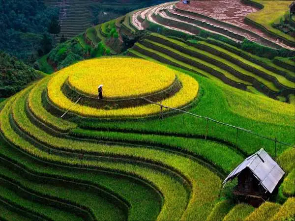 Hướng Dẫn Thuyết Minh Về Ruộng Bậc Thang Mù Cang Chải Cho Học Sinh Hướng Dẫn Thuyết Minh Về Ruộng Bậc Thang Mù Cang Chải Cho Học Sinh