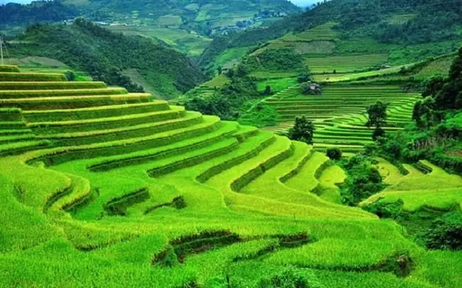 Hướng Dẫn Thuyết Minh Về Ruộng Bậc Thang Mù Cang Chải Cho Học Sinh Hướng Dẫn Thuyết Minh Về Ruộng Bậc Thang Mù Cang Chải Cho Học Sinh