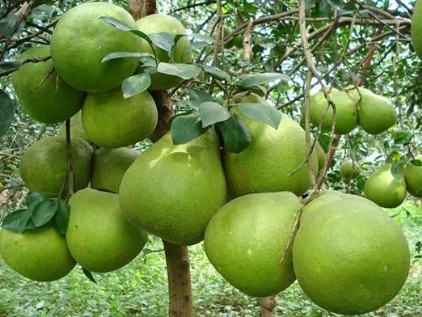Khám Phá 15 Đặc Sản Hậu Giang Ngon Nhất Cho Du Khách