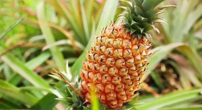 Khám Phá 15 Đặc Sản Hậu Giang Ngon Nhất Cho Du Khách