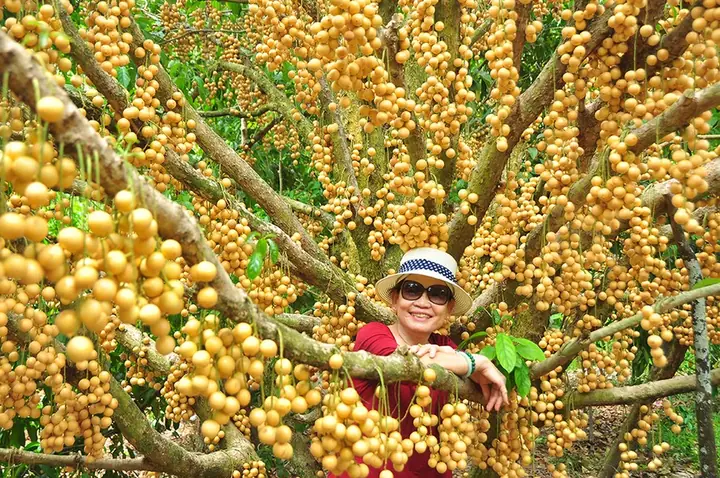Khám Phá 15 Đặc Sản Hậu Giang Ngon Nhất Cho Du Khách