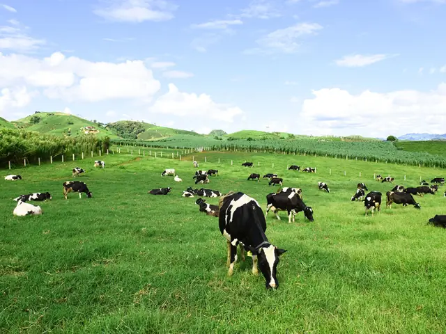 Trang Trại Bò Sữa Mộc Châu: Khám Phá Dairy Farm & Trải Nghiệm Trang Trại Bò Sữa Mộc Châu: Khám Phá Dairy Farm & Trải Nghiệm